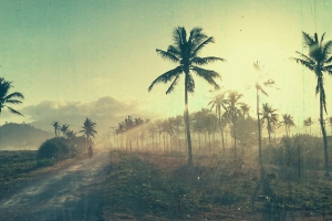 landscape with palmtrees