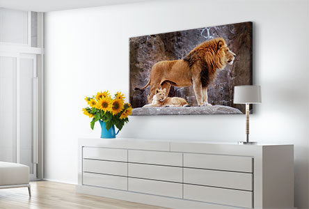 canvas photo lion