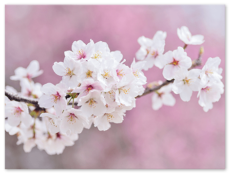 landing canvas wall art plants top