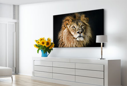 living space example lion on acrylic print